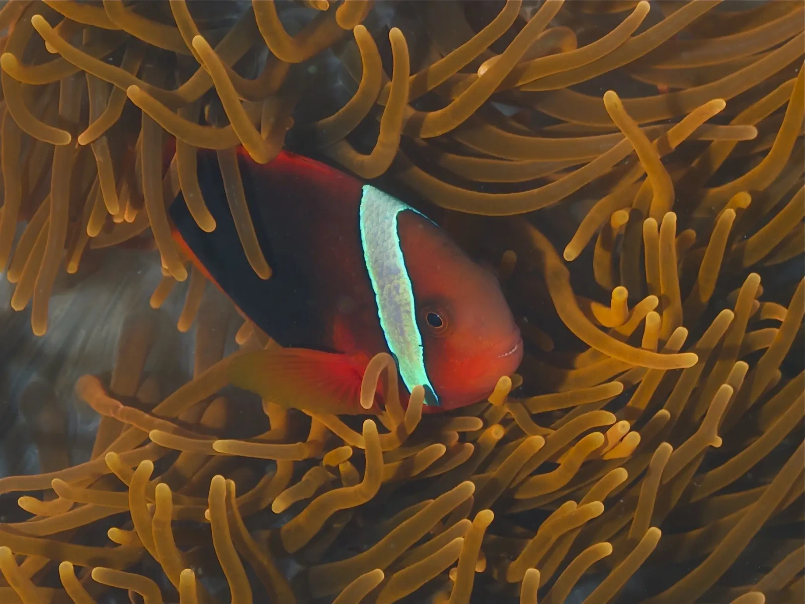 Tomato-Clownfish 06