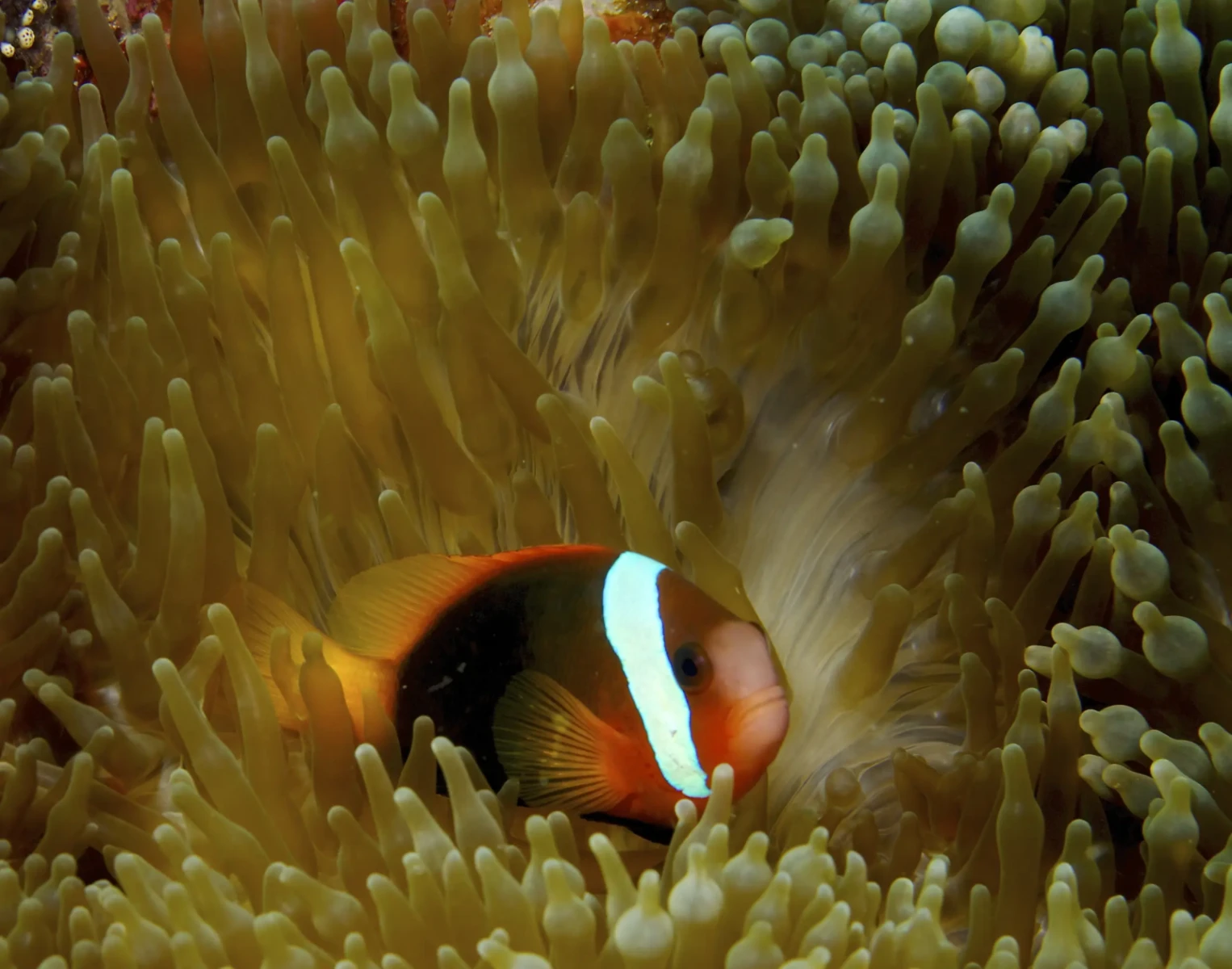 Tomato-Clownfish 07