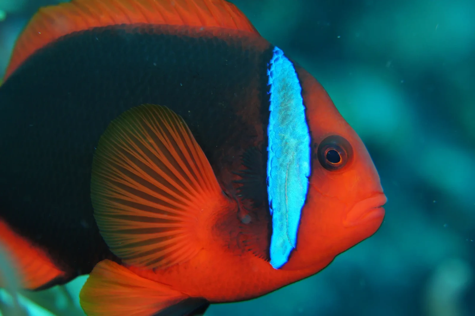 Tomato-Clownfish 09