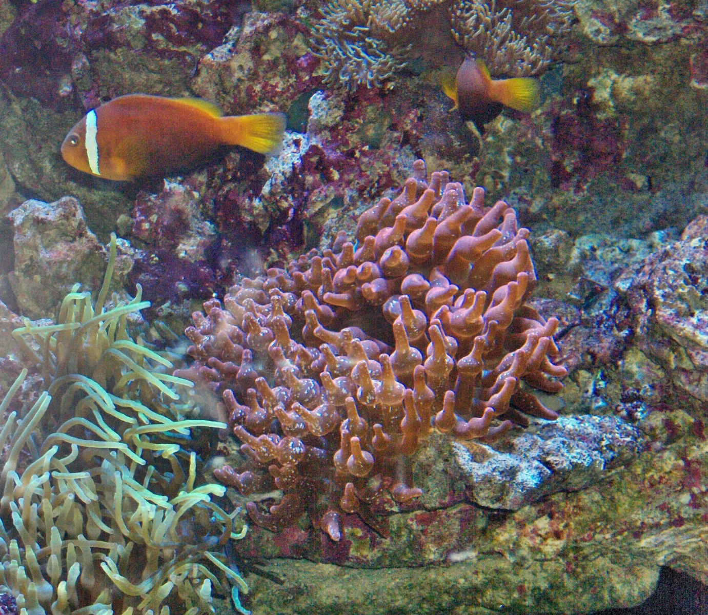 Tomato-Clownfish 10