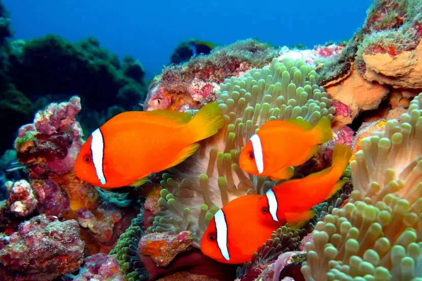 Tomato-Clownfish 11