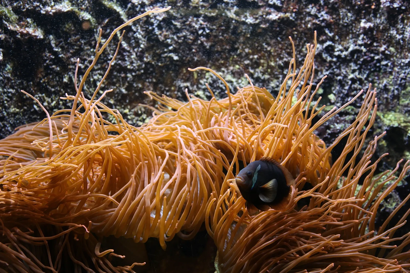Tomato-Clownfish 12