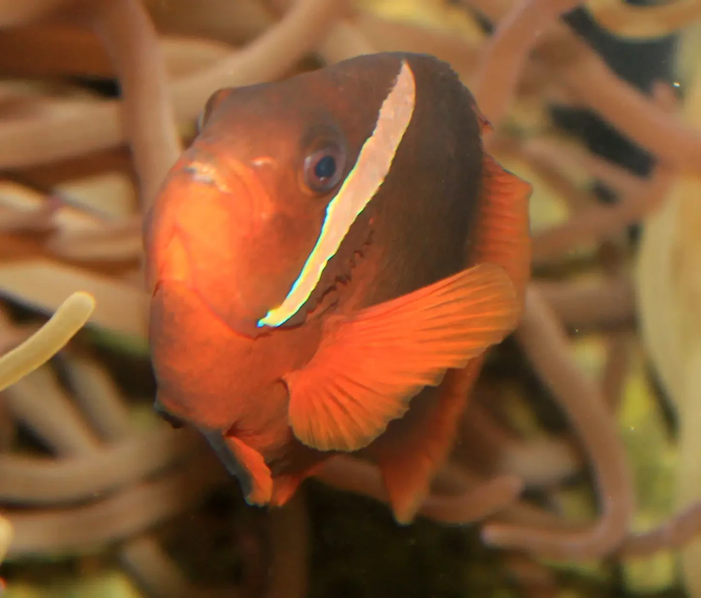 Tomato-Clownfish 13