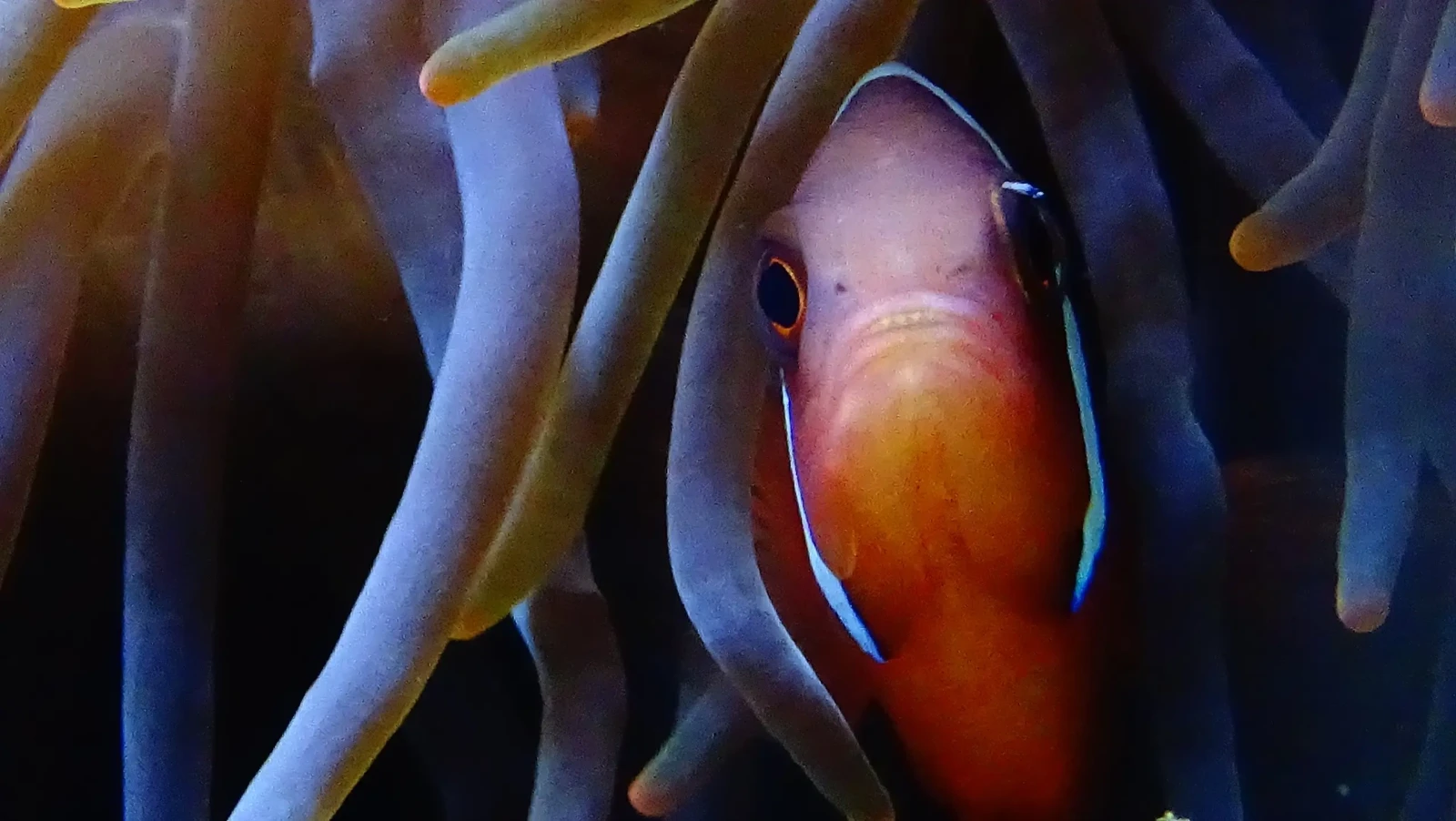 Tomato-Clownfish 14