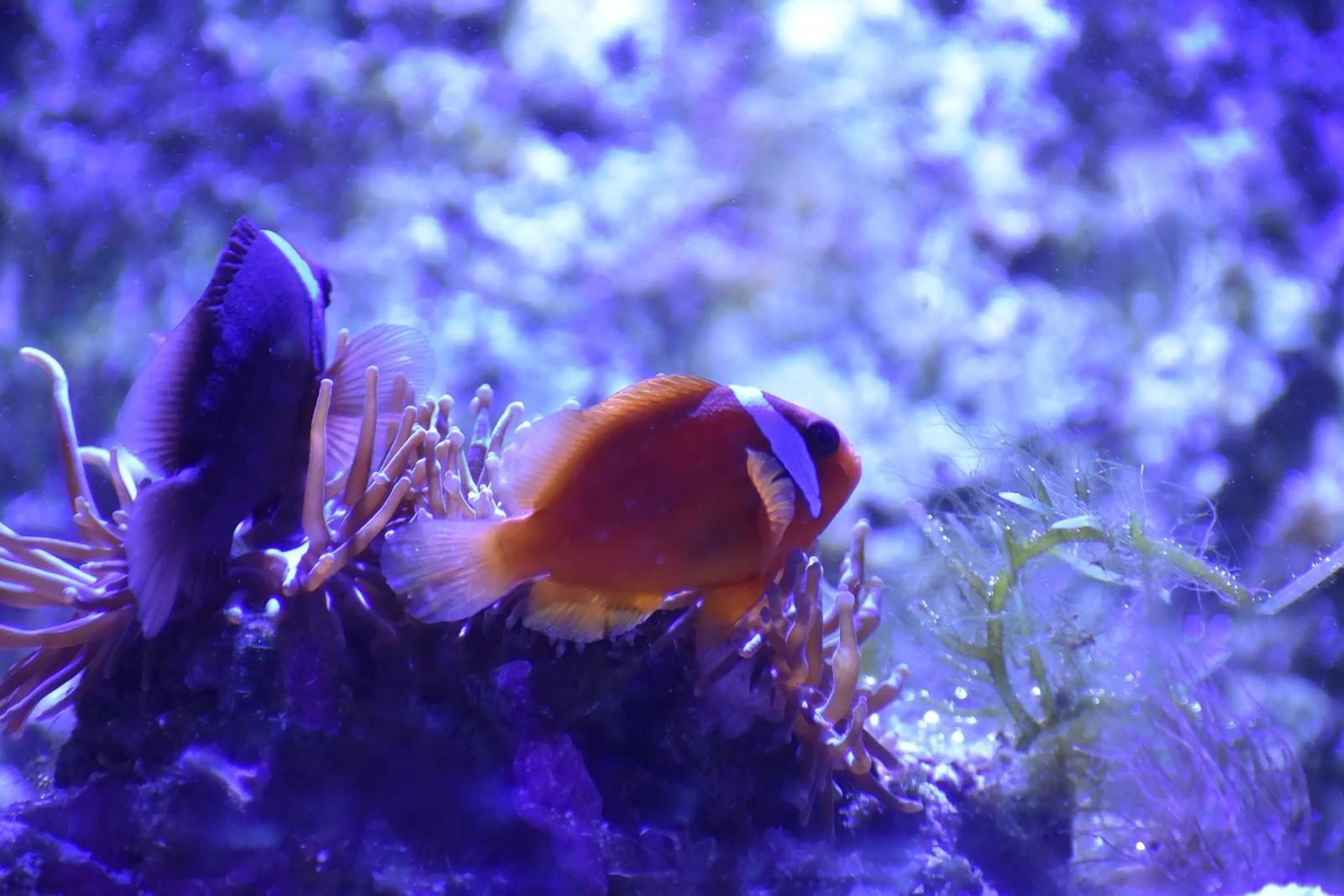Tomato-Clownfish 15