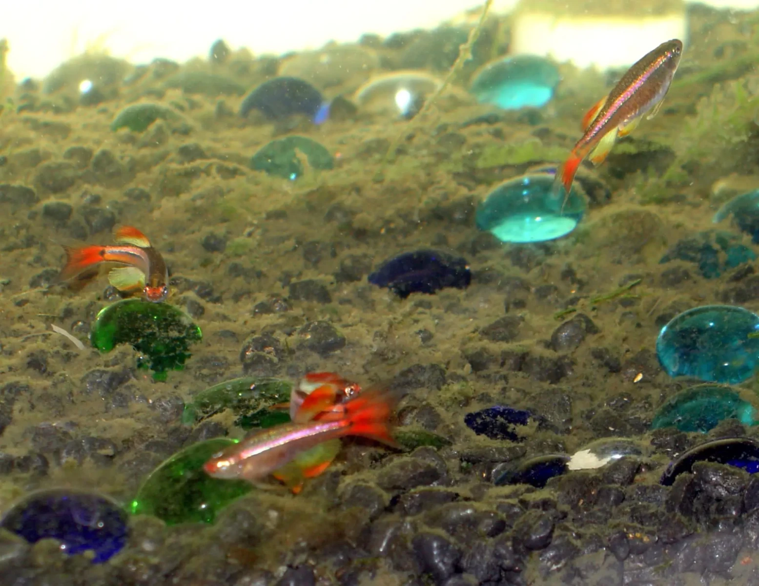 White-Cloud-Mountain-Minnow 02