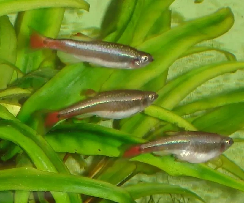 White-Cloud-Mountain-Minnow 03