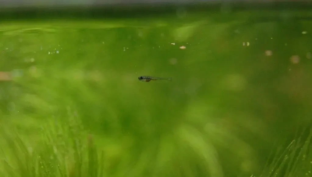 White-Cloud-Mountain-Minnow 05