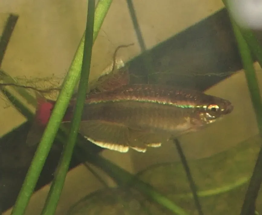 White-Cloud-Mountain-Minnow 06
