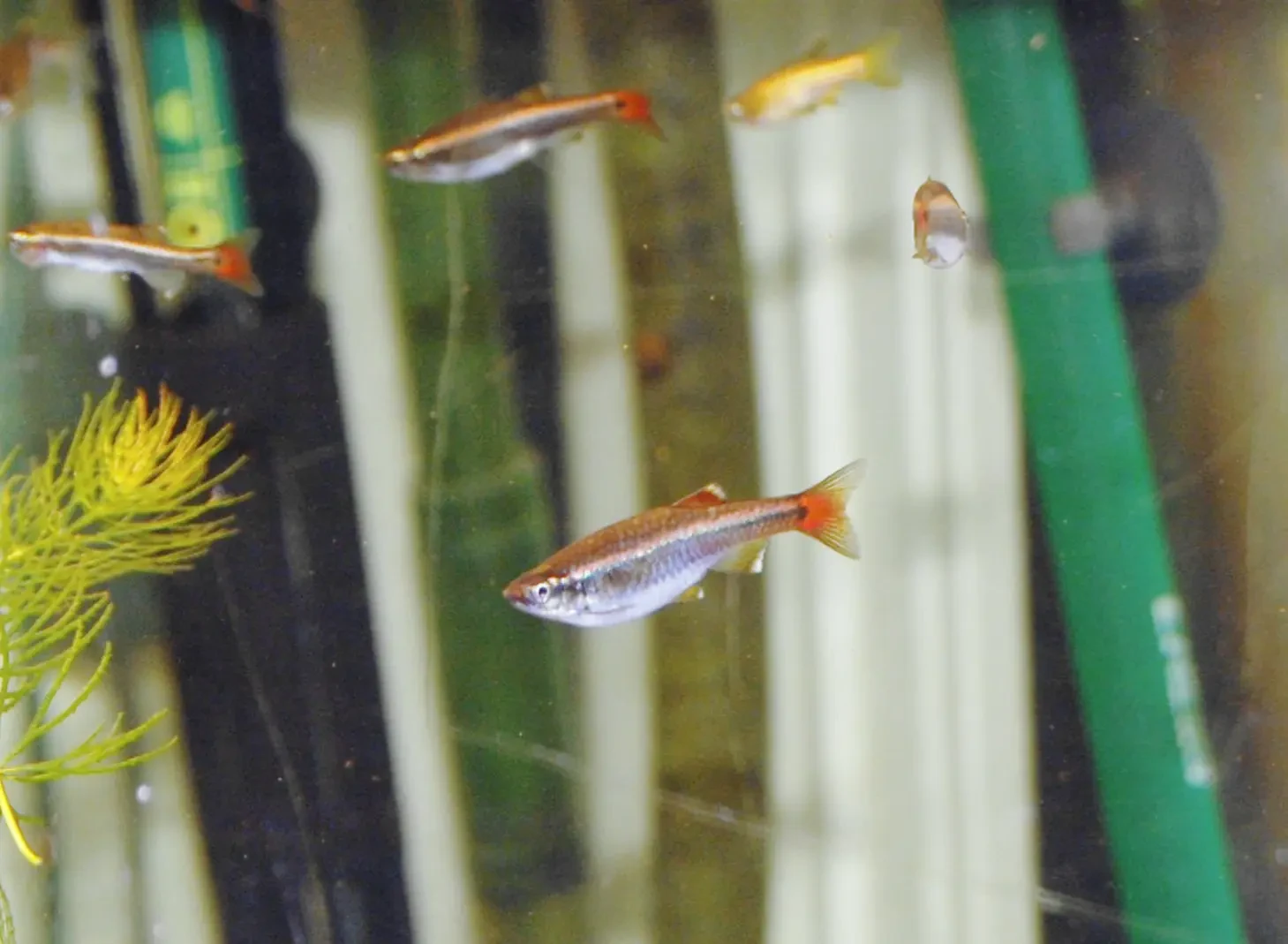 White-Cloud-Mountain-Minnow 07