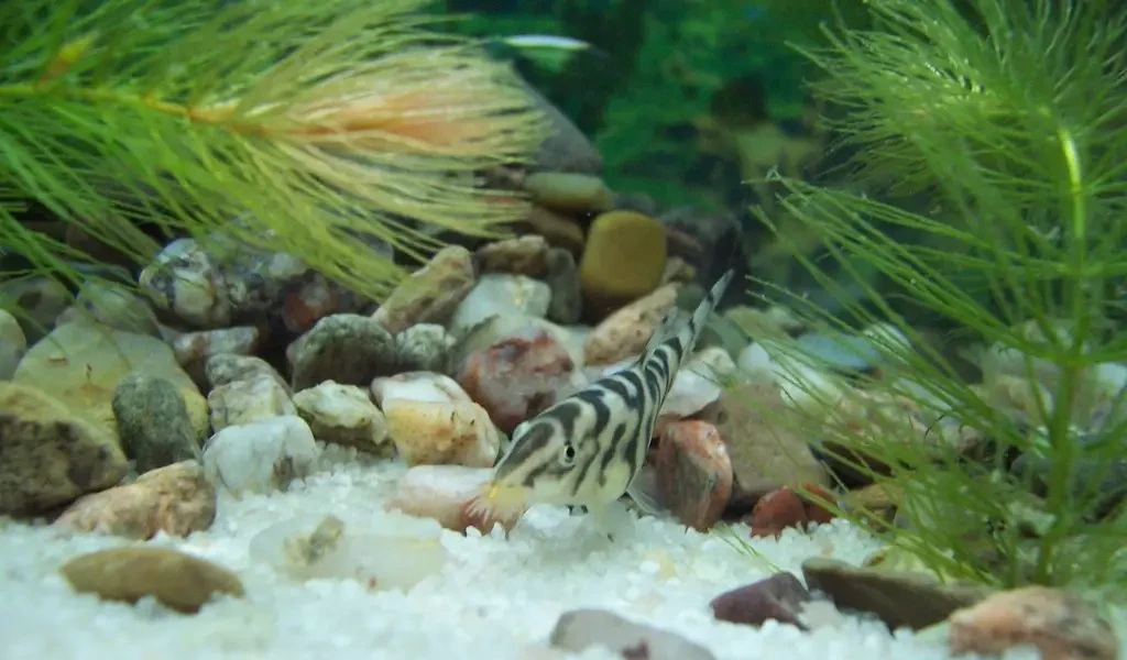 Yoyo-Loach 02