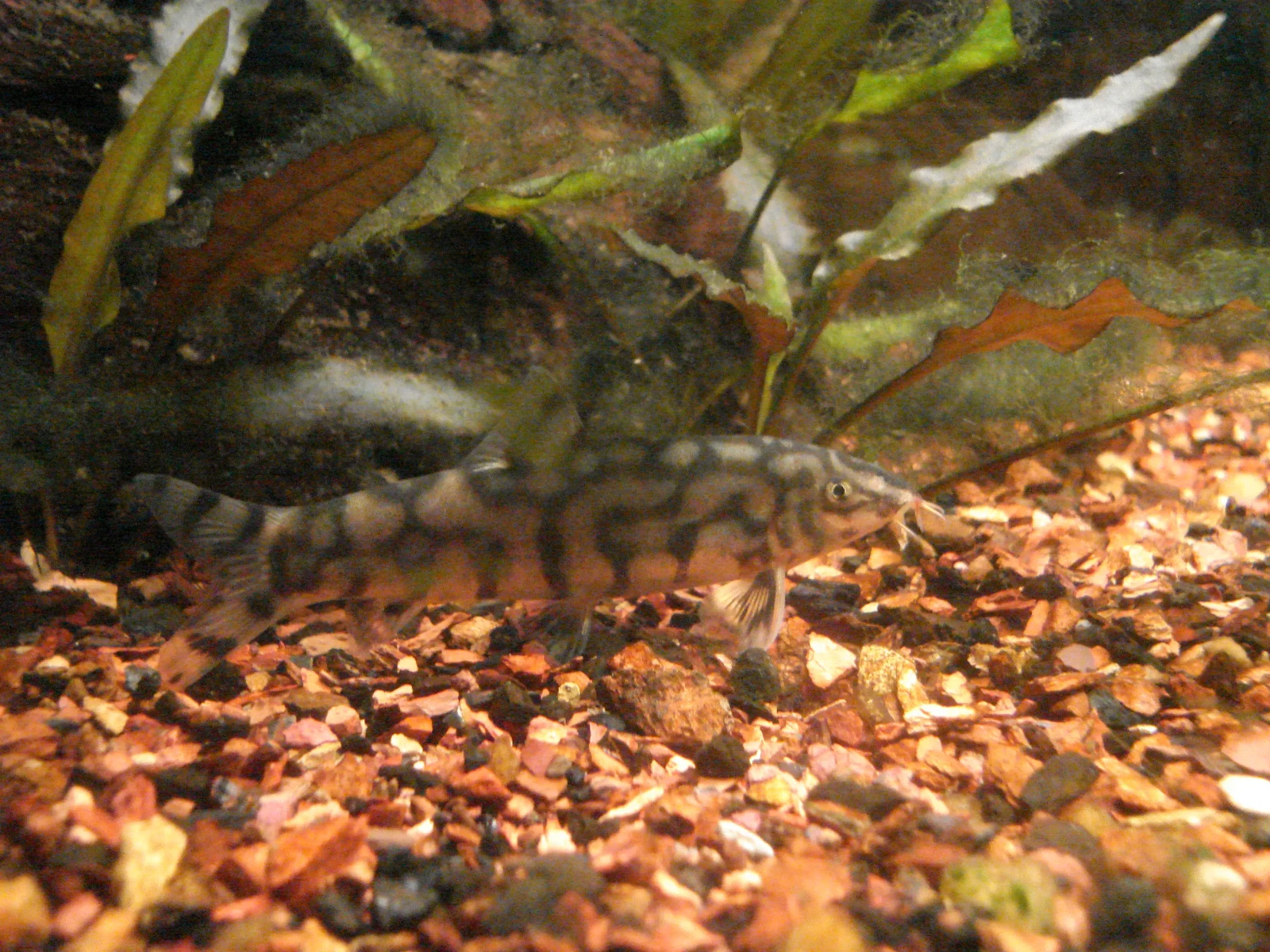 Yoyo-Loach 03