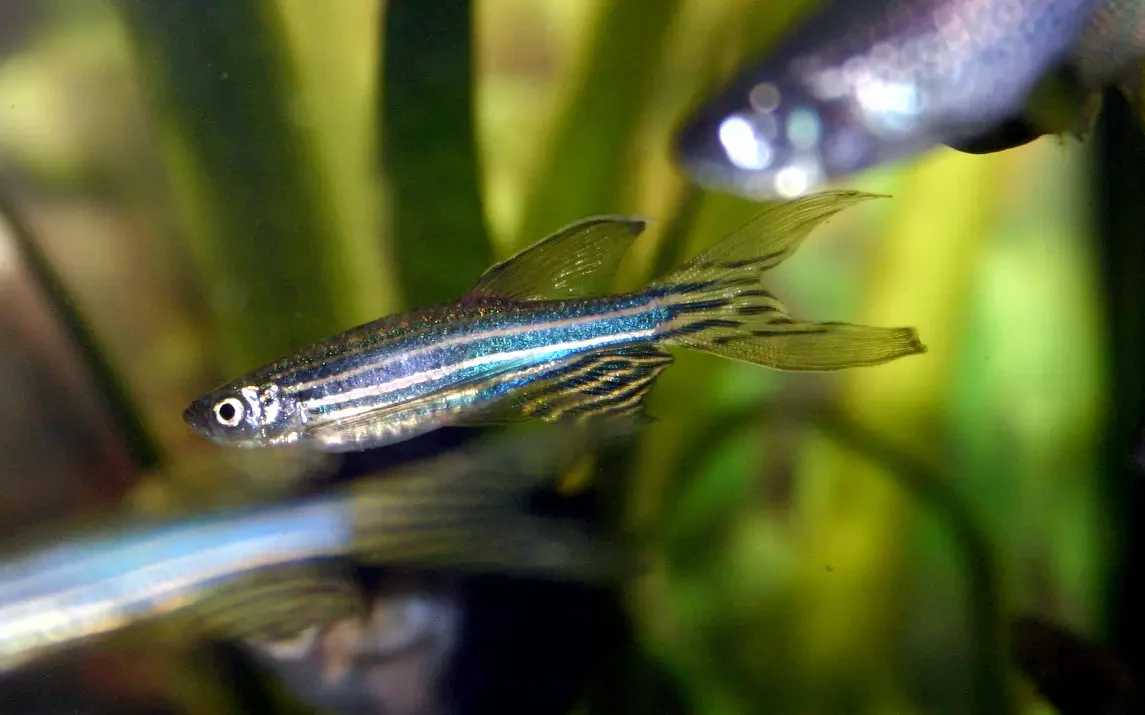Zebrafish 02