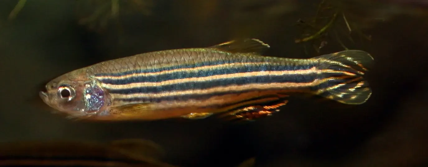 Zebrafish 03