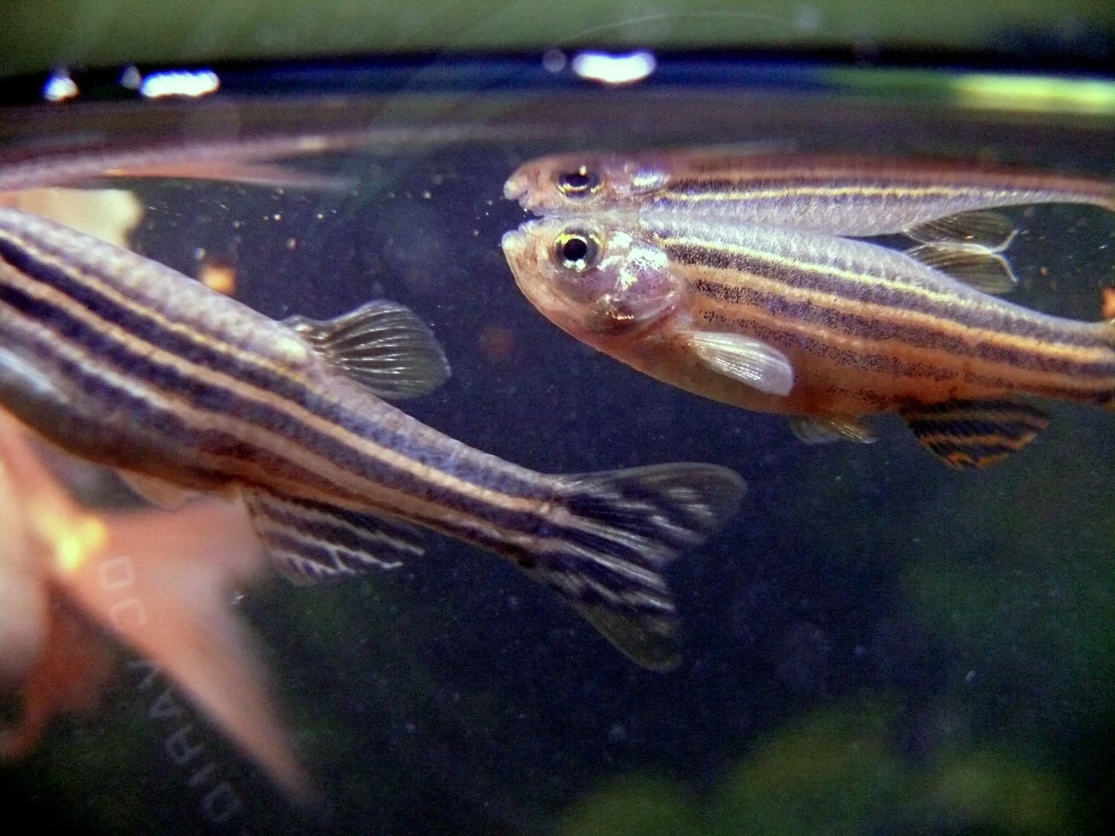 Zebrafish 04