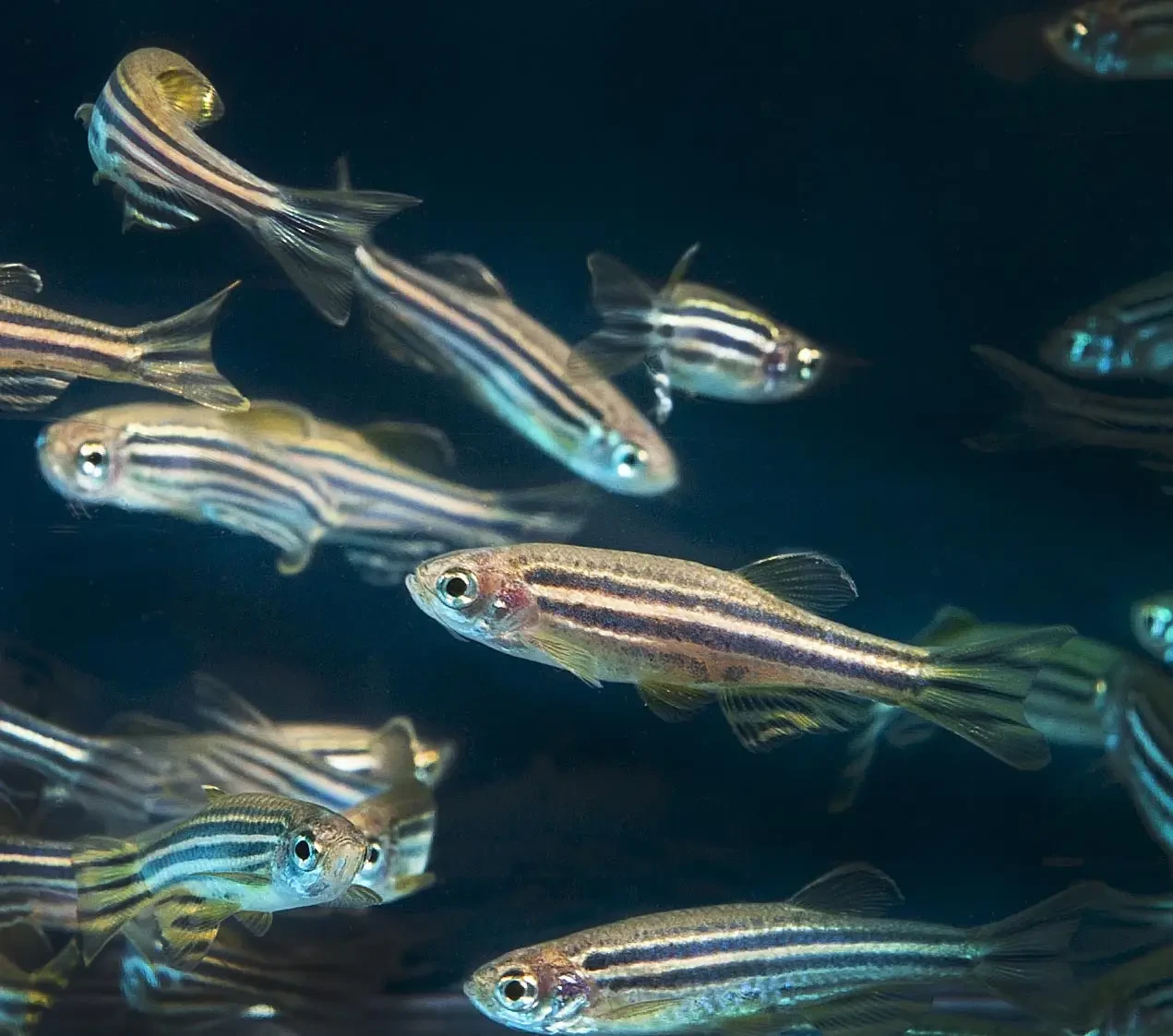 Zebrafish 06