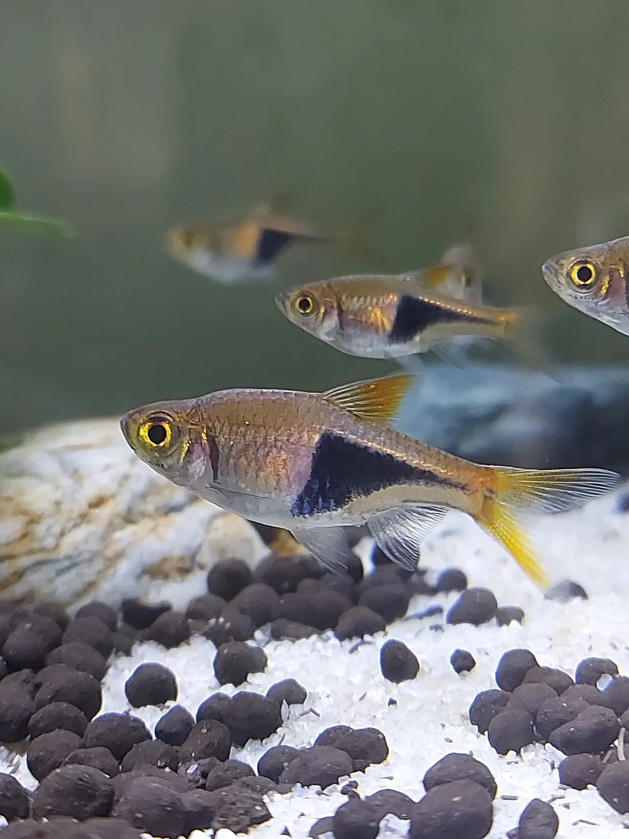 Rasbora arlequin