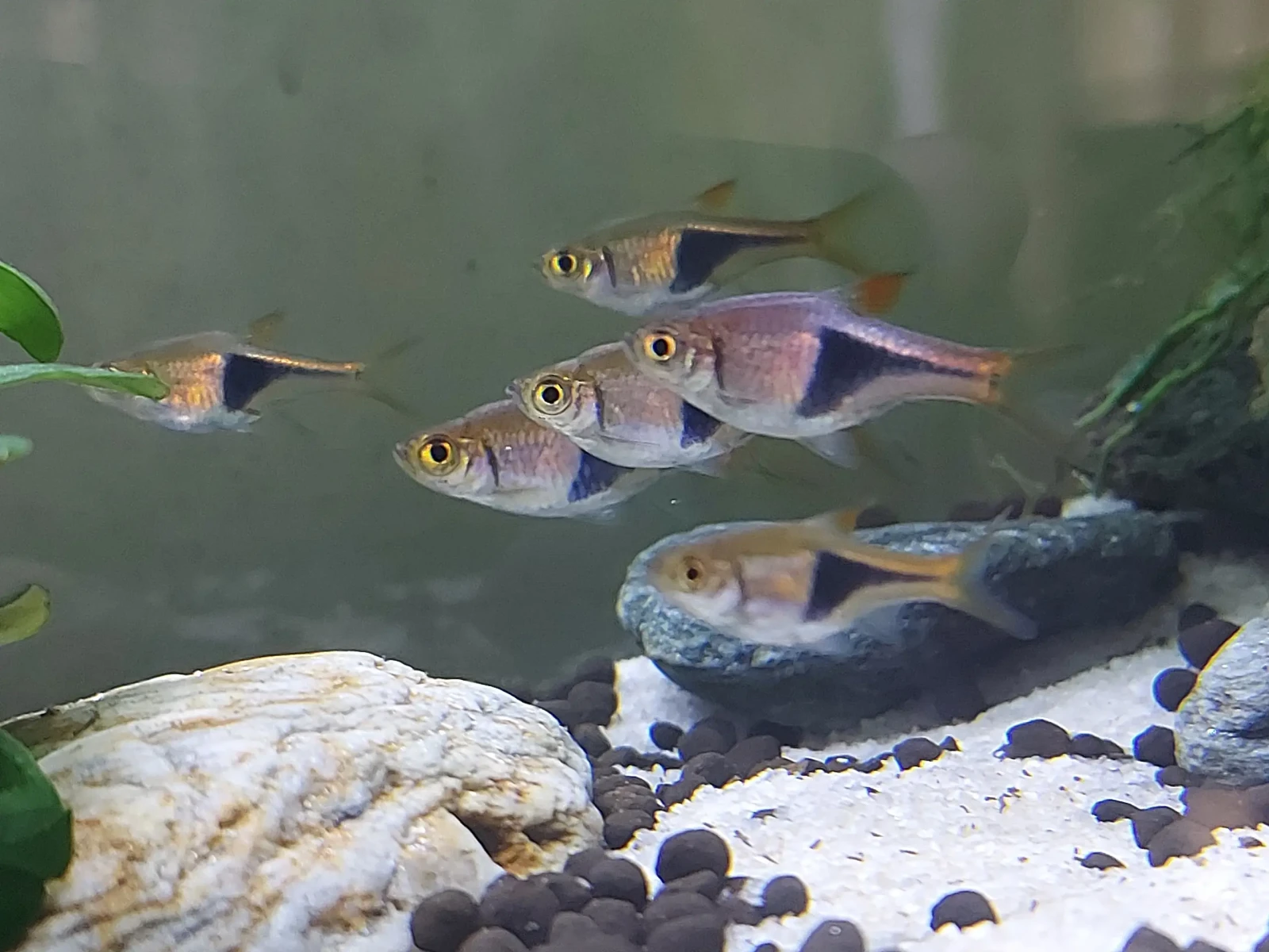 Rasbora arlequin