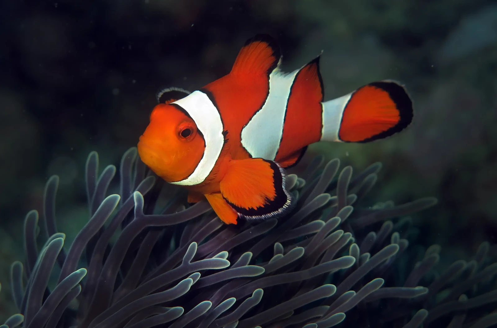 Orange-Clownfish 01