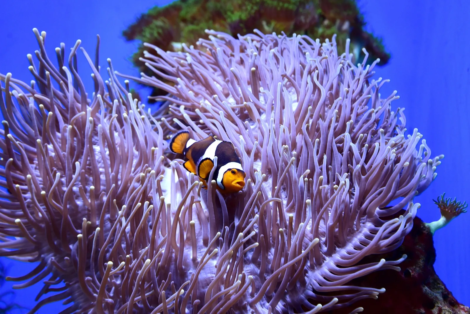 Orange-Clownfish 02