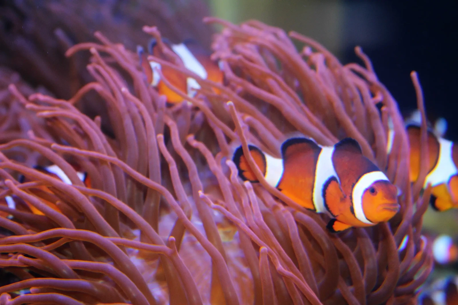 Orange-Clownfish 03