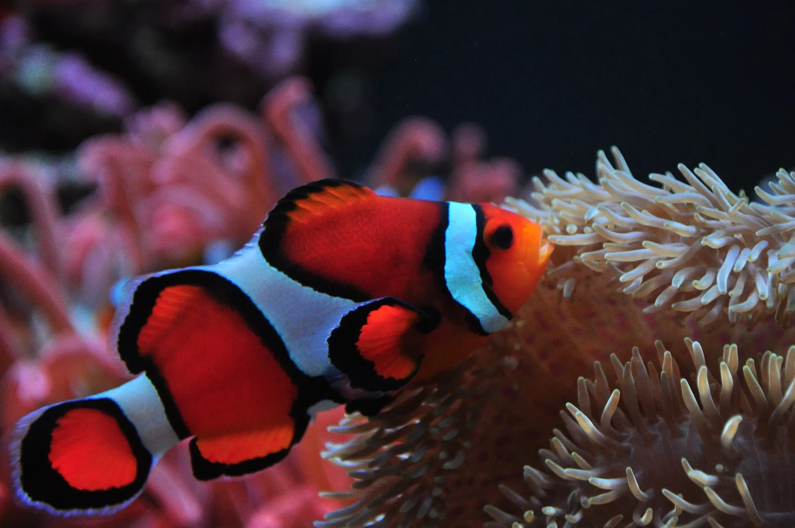 Orange-Clownfish 04