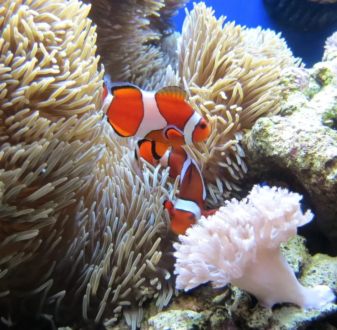 Orange-Clownfish 05
