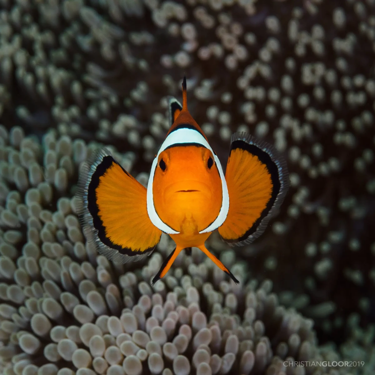 Orange-Clownfish 06
