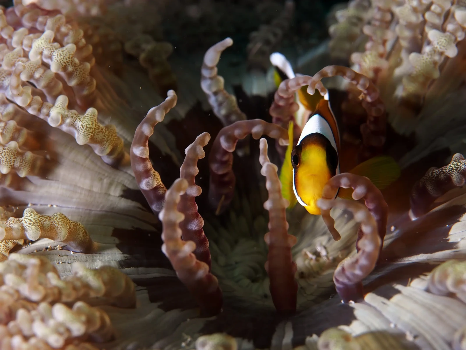 Orange-Clownfish 07