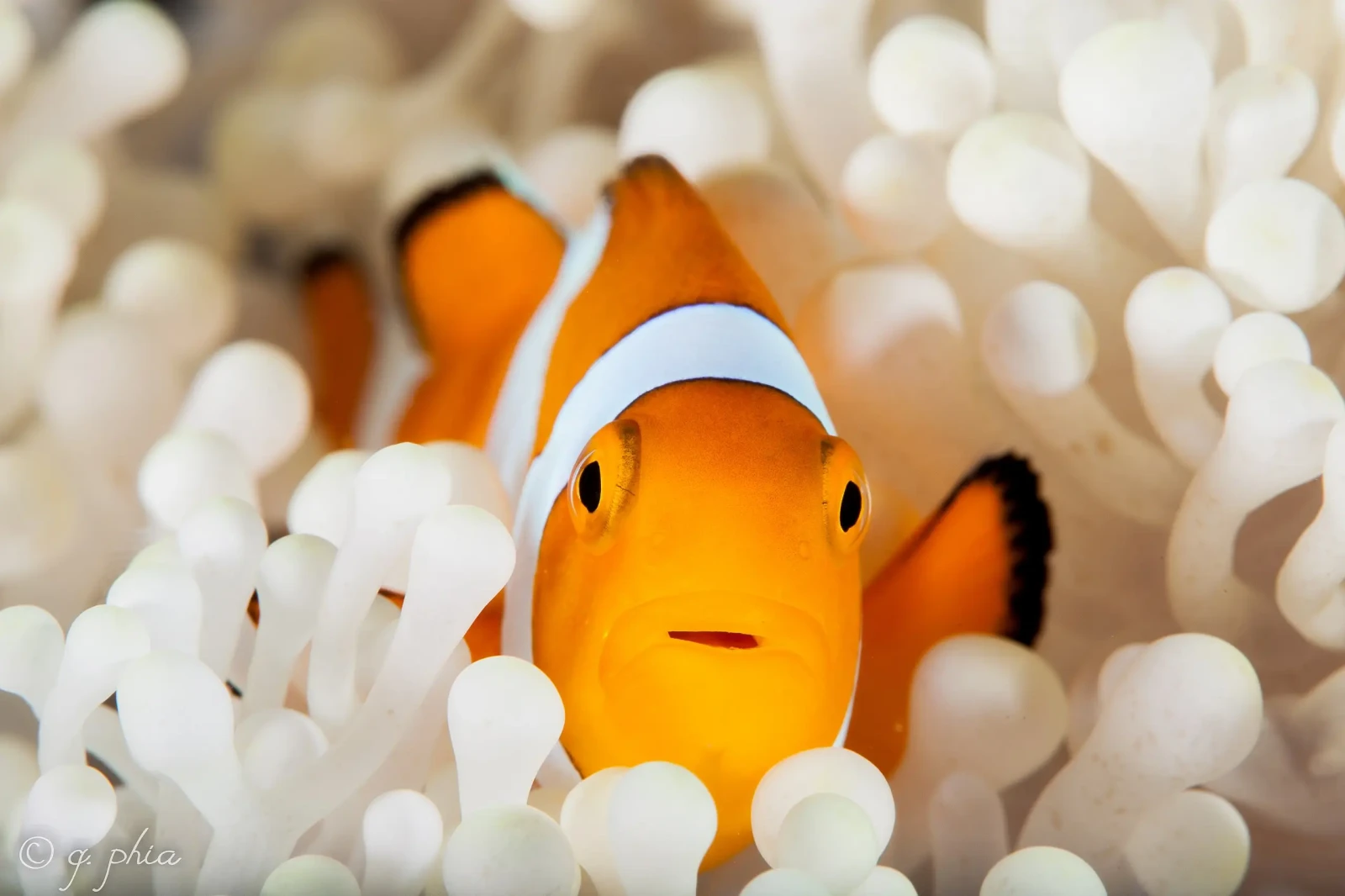 Orange-Clownfish 08