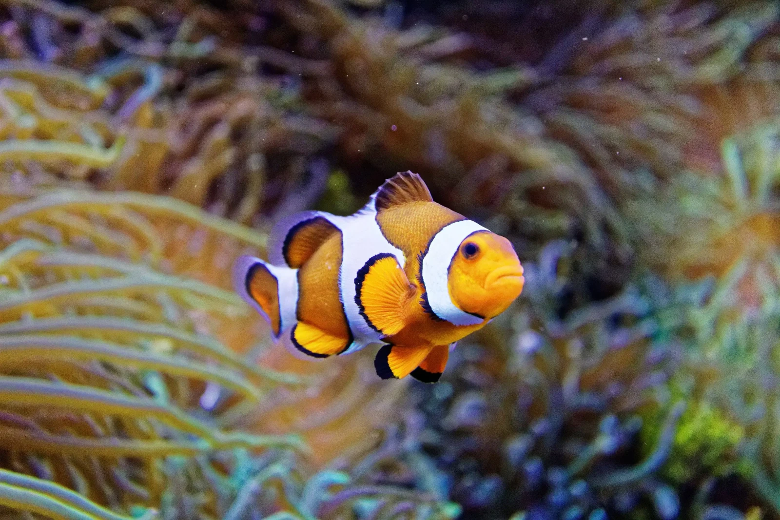 Orange-Clownfish 09
