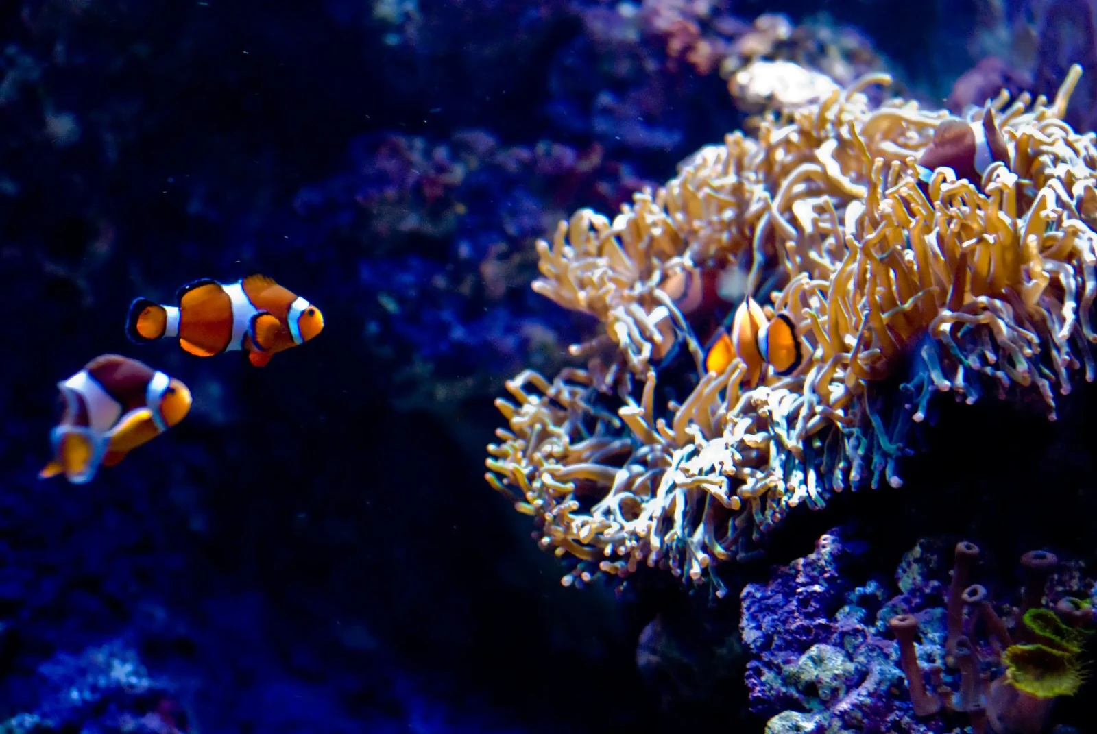 Orange-Clownfish 10