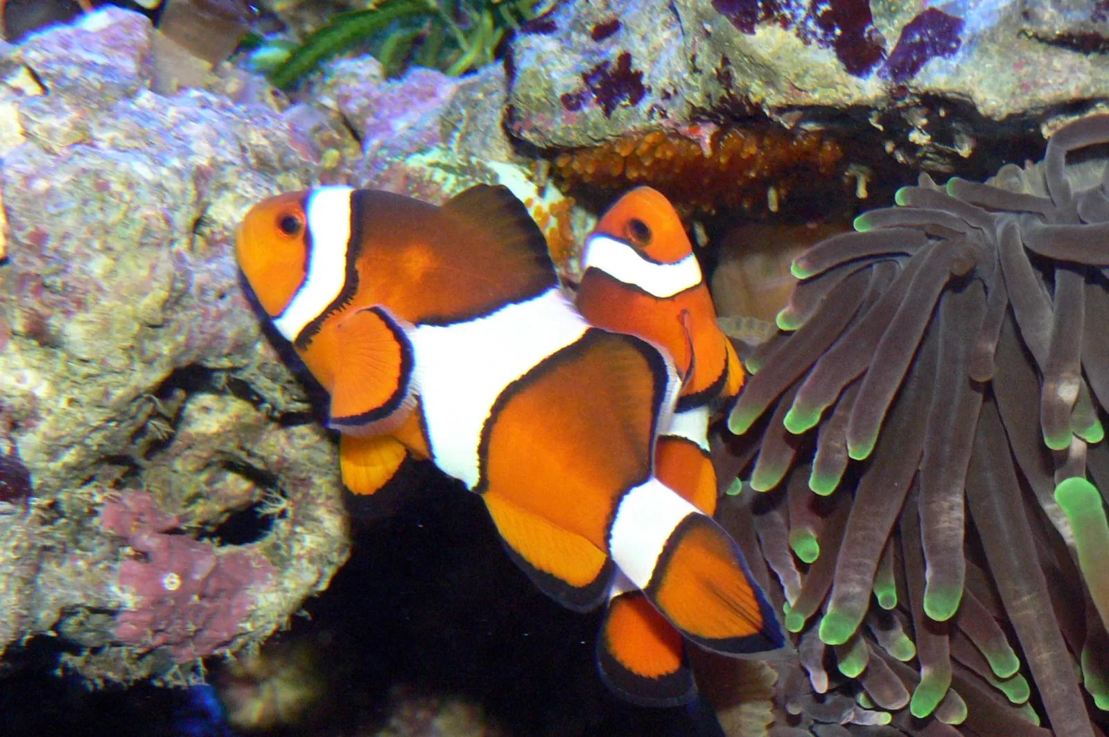 Orange-Clownfish 11