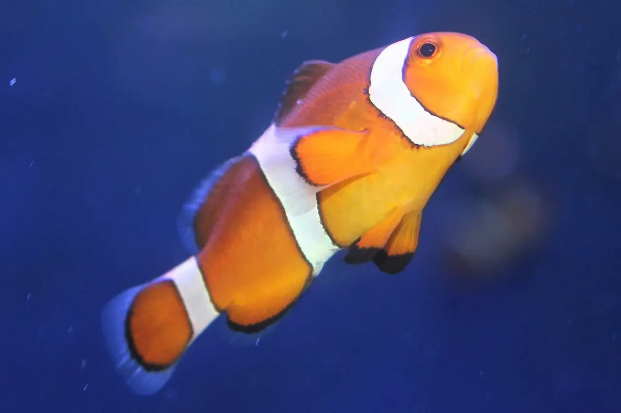 Orange-Clownfish 12