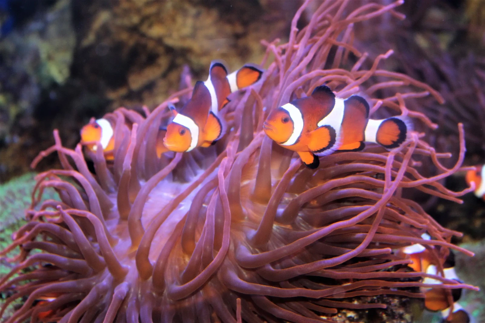 Orange-Clownfish 13