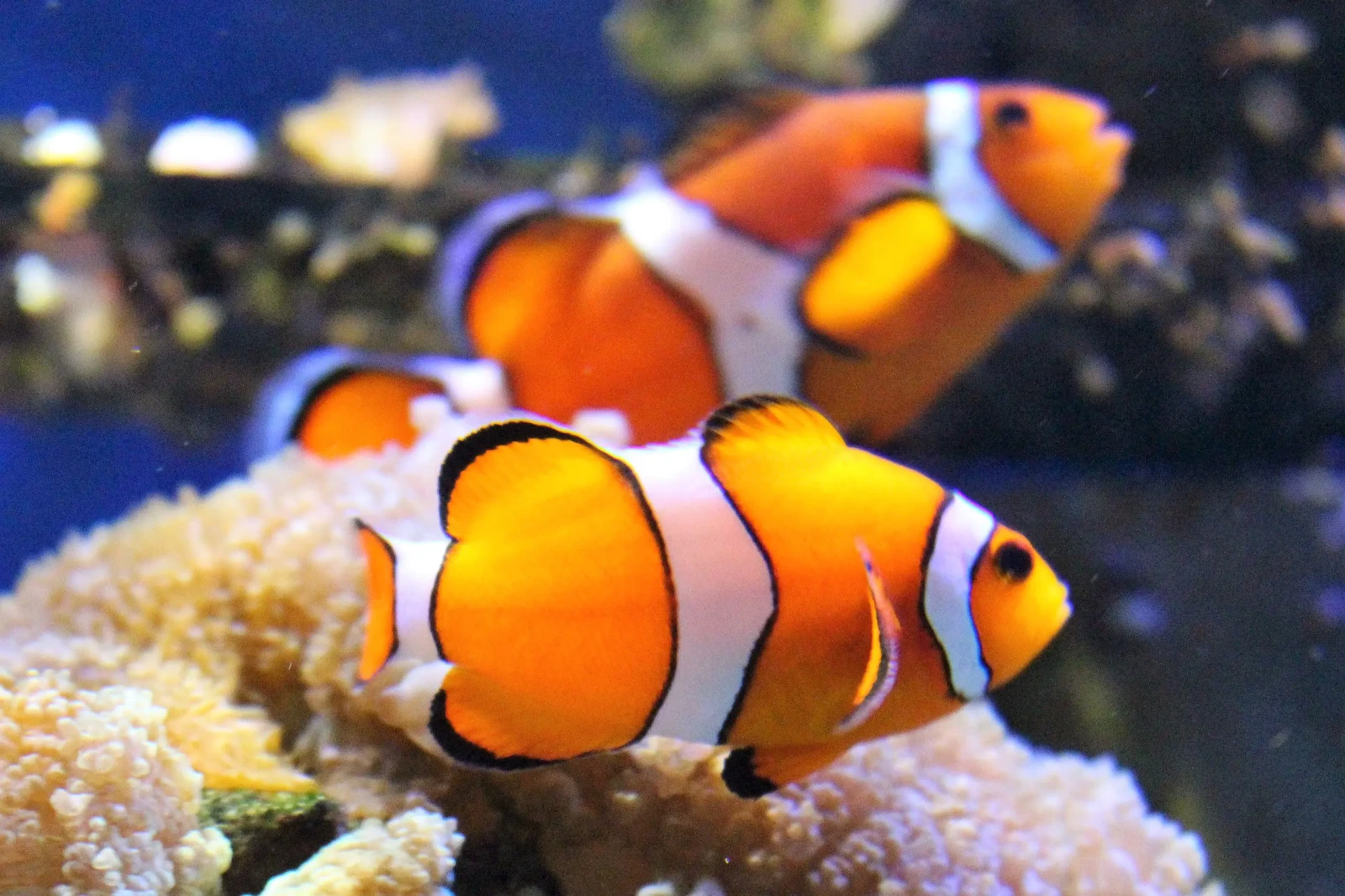 Orange-Clownfish 14