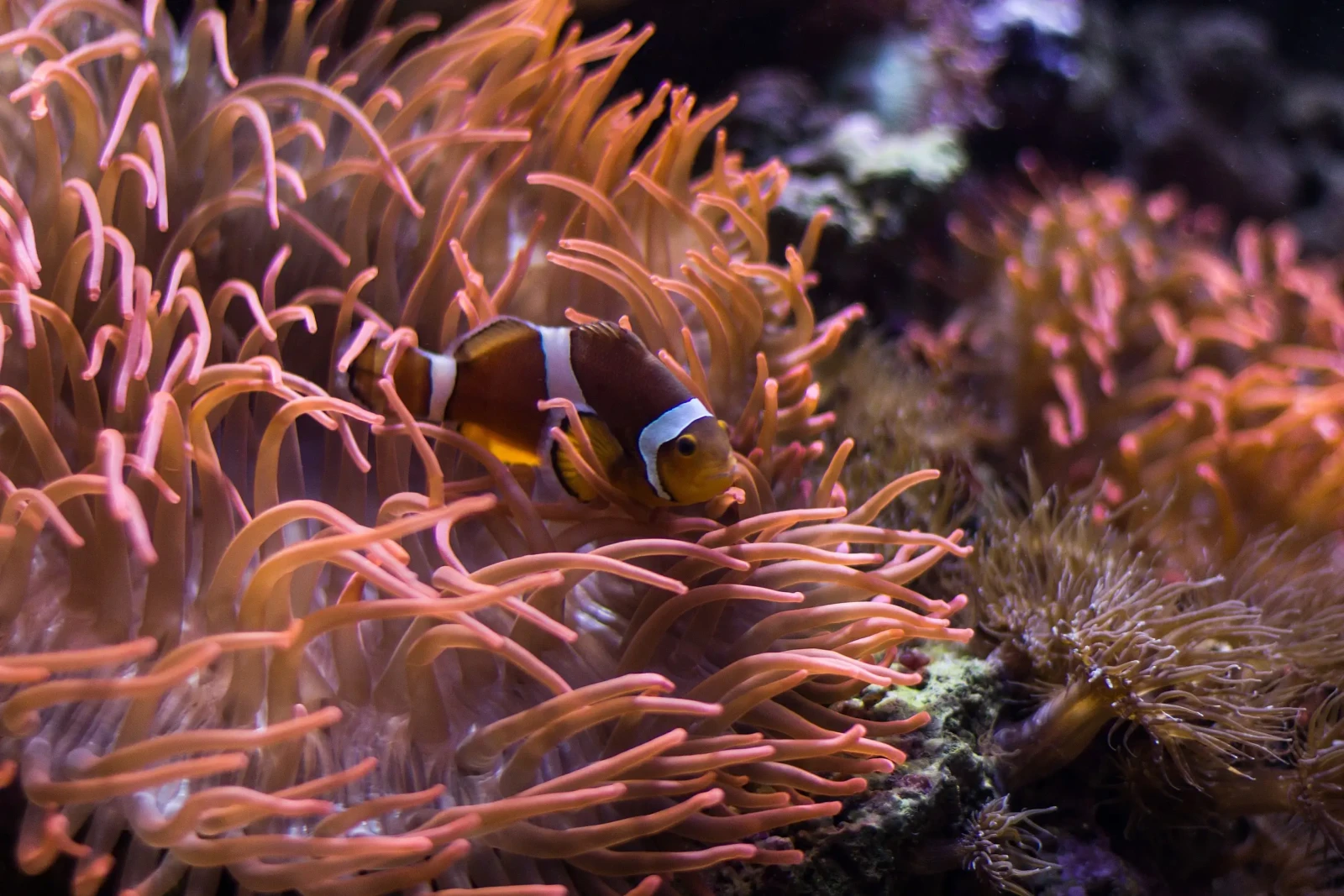 Orange-Clownfish 15
