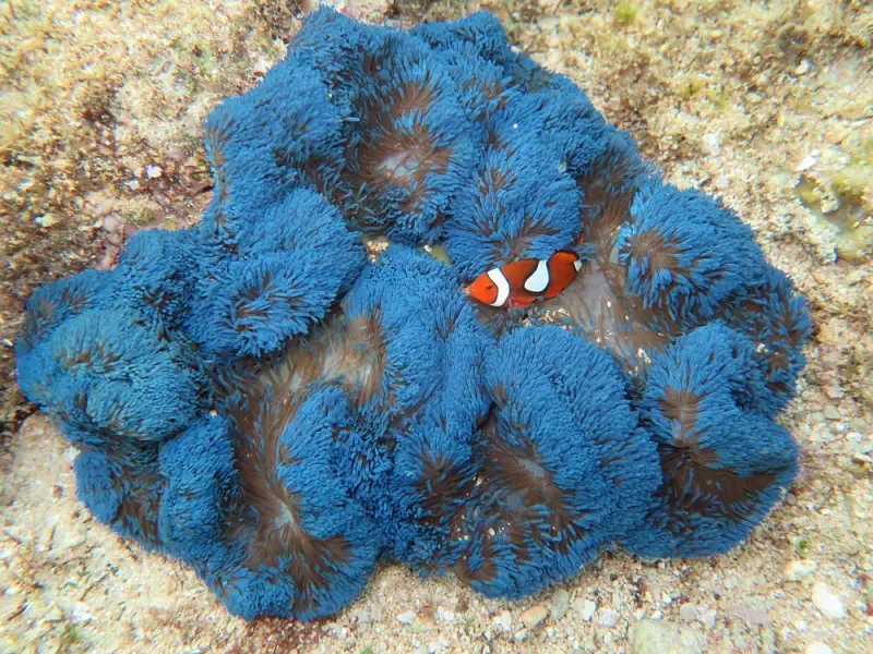 Orange-Clownfish 16