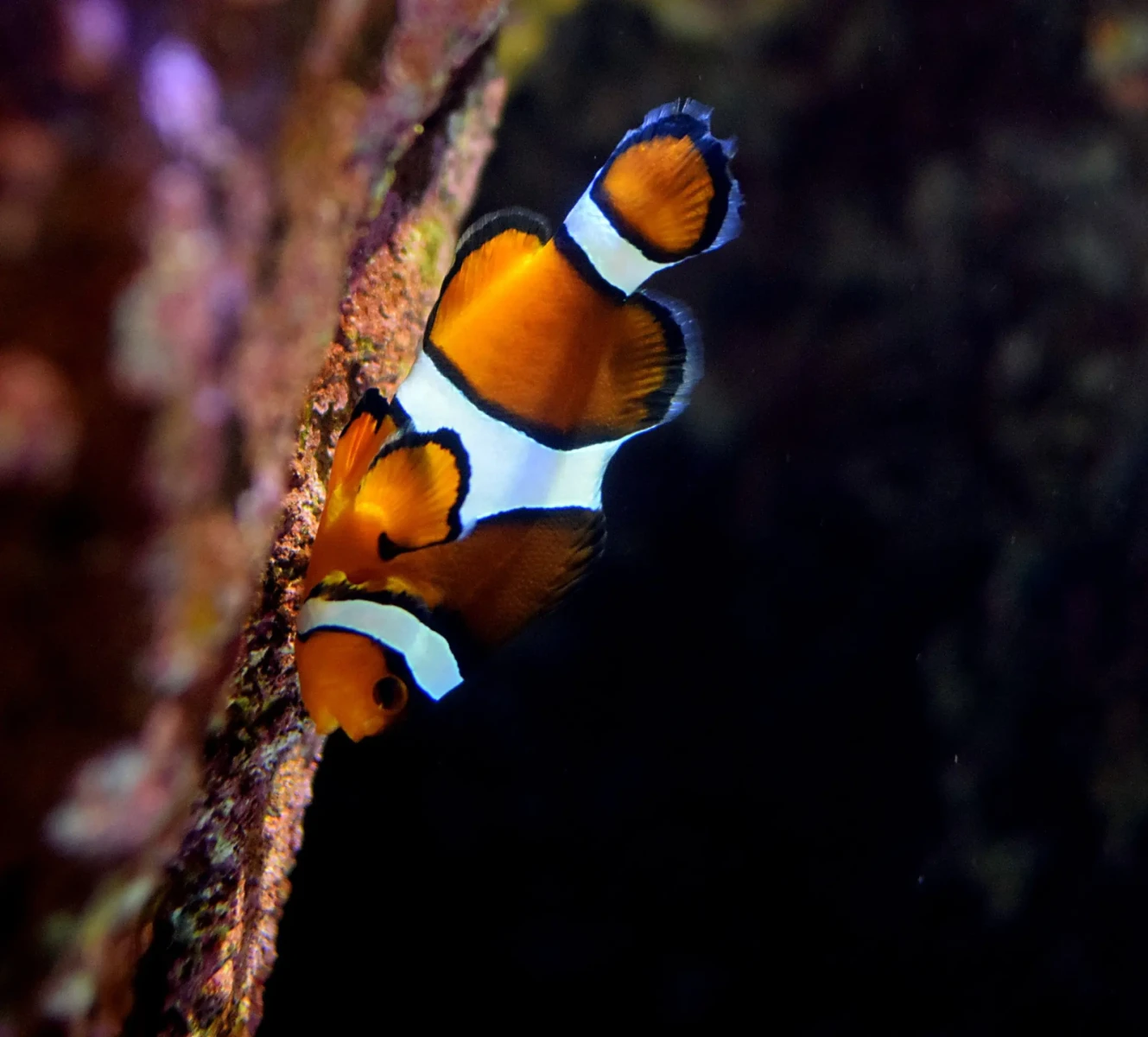 Orange-Clownfish 17