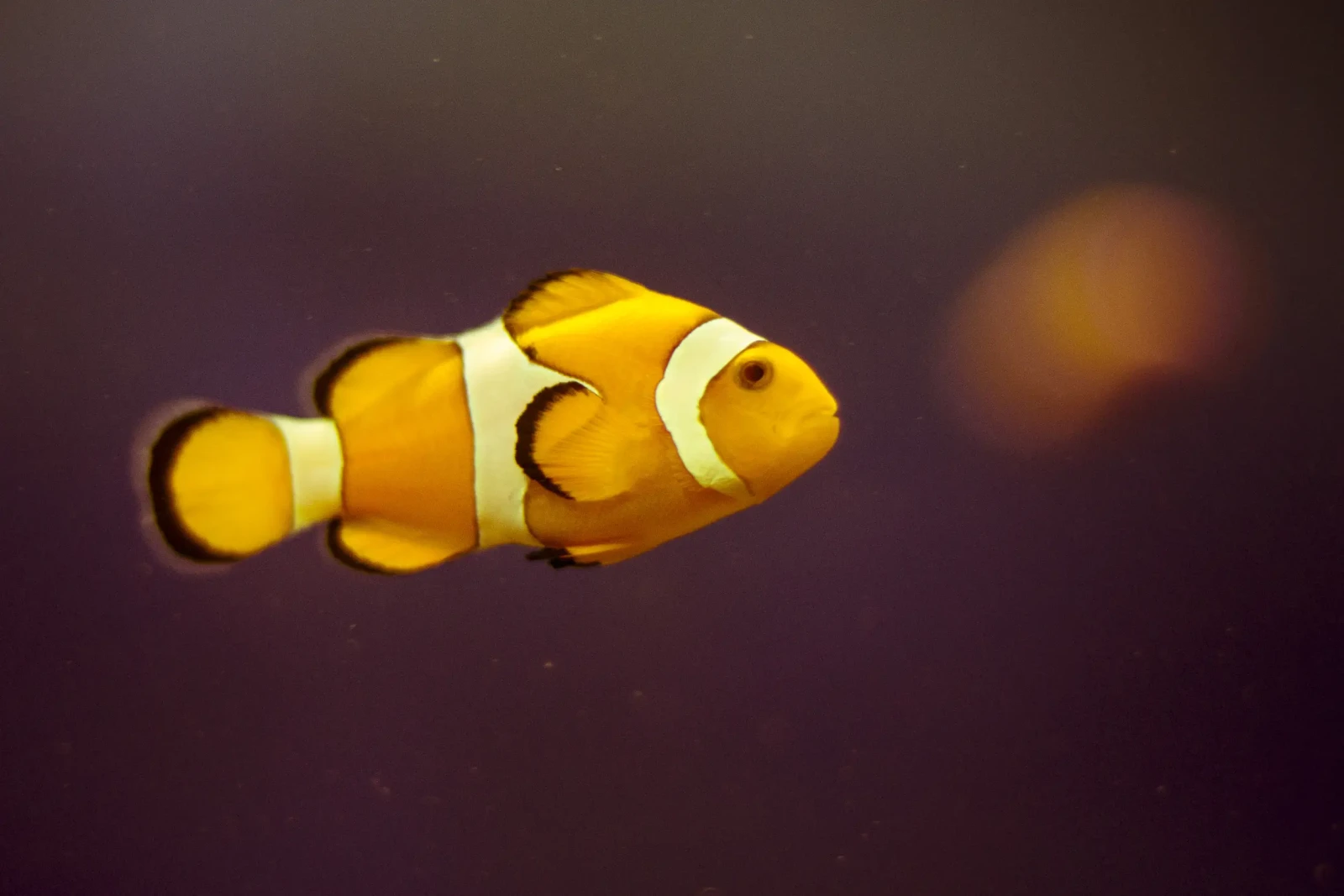 Orange-Clownfish 18