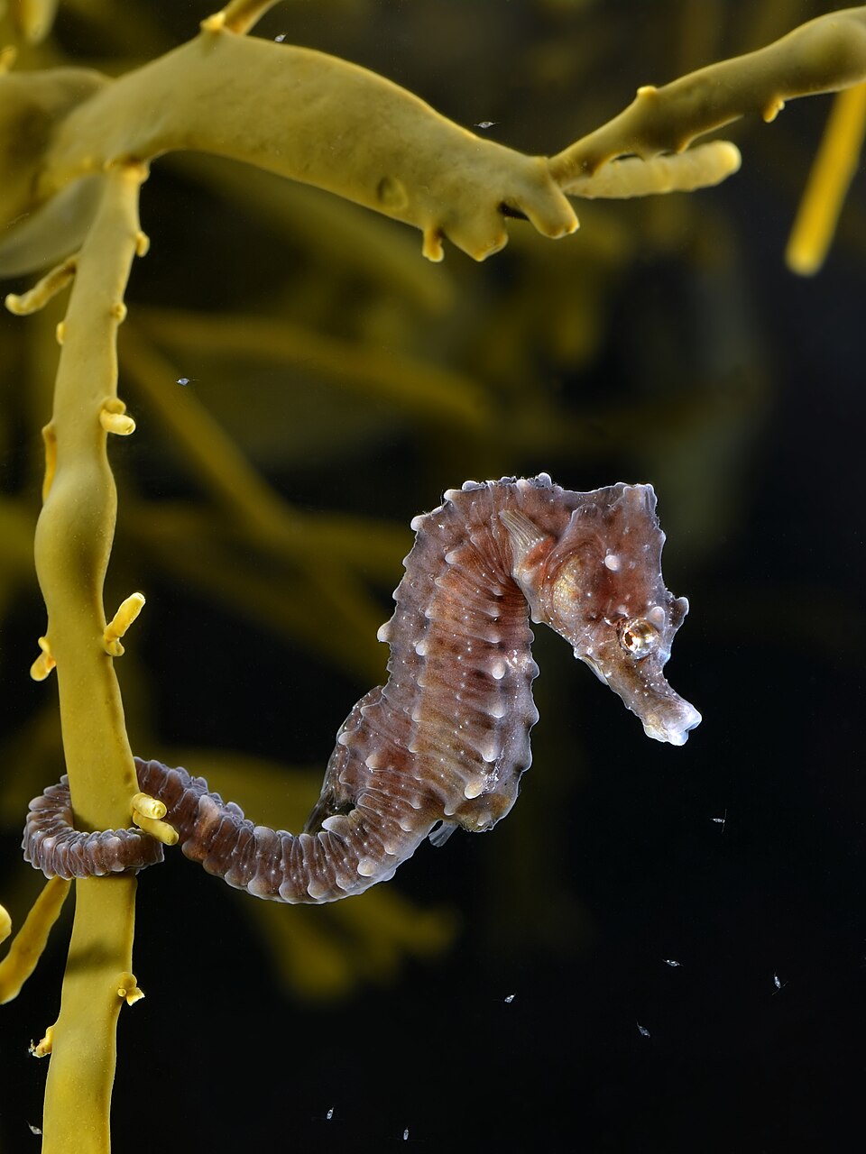Seahorse-Common 01