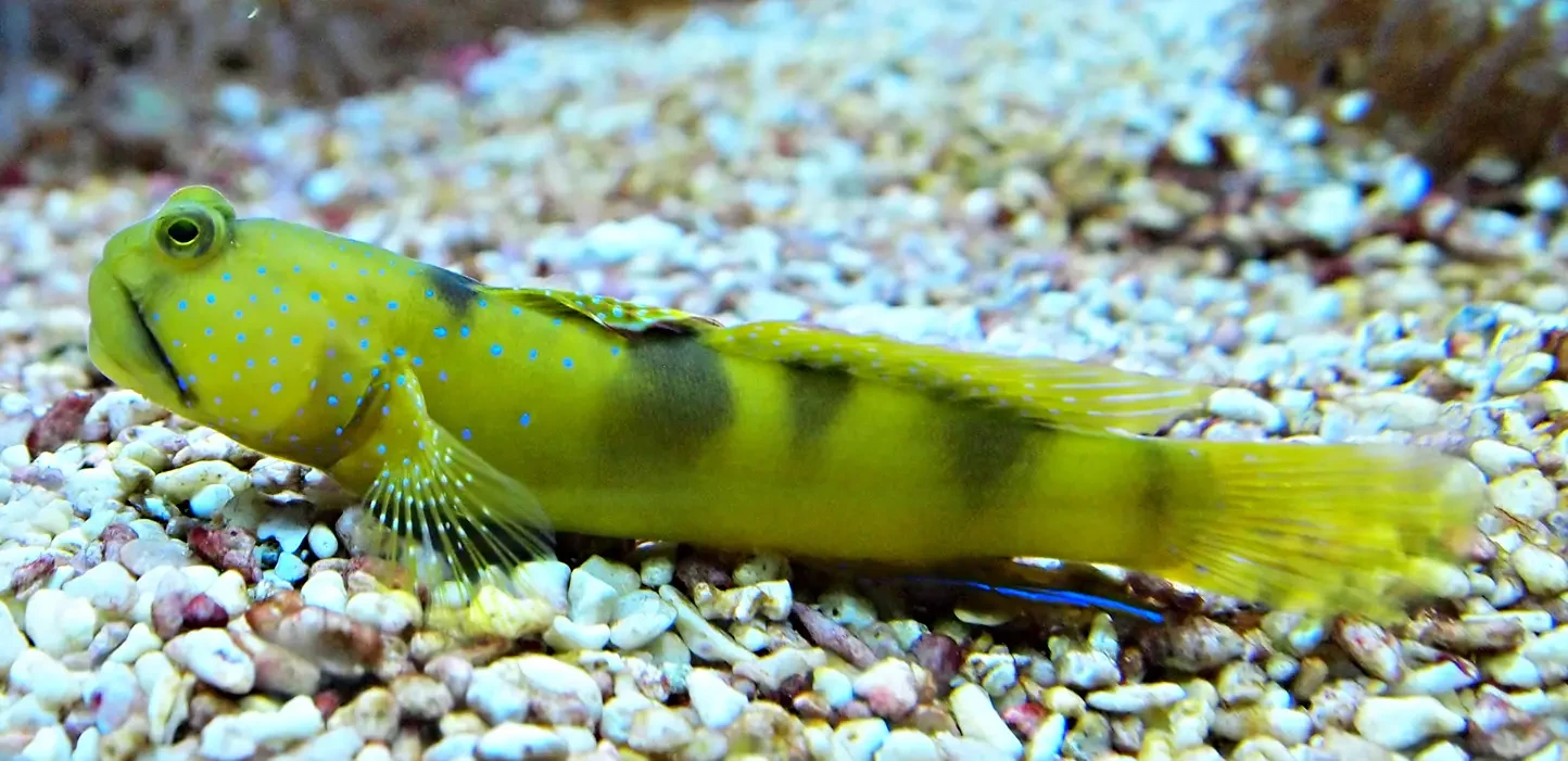 Yellow-Prawn-Goby 02