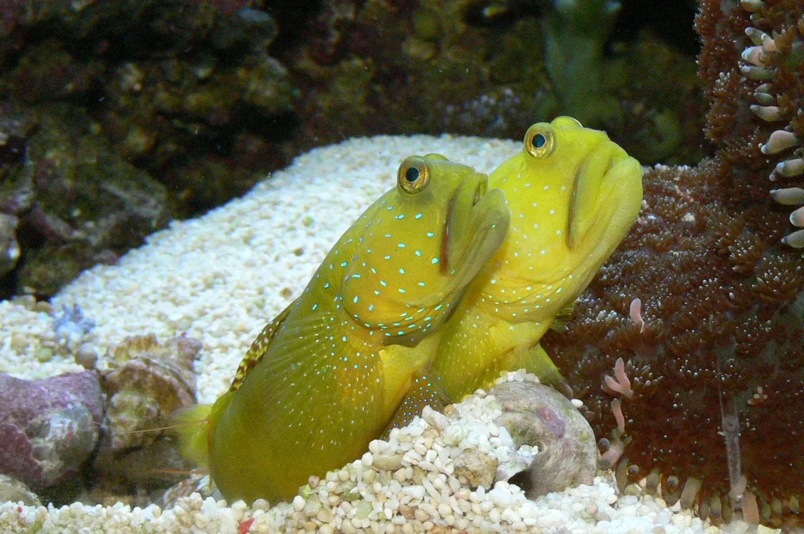 Yellow-Prawn-Goby 03