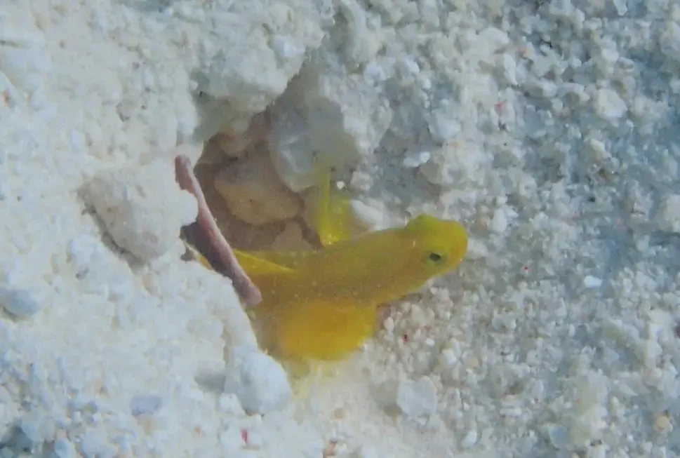 Yellow-Prawn-Goby 04