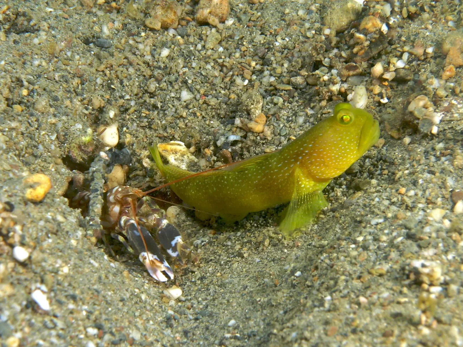 Yellow-Prawn-Goby 05