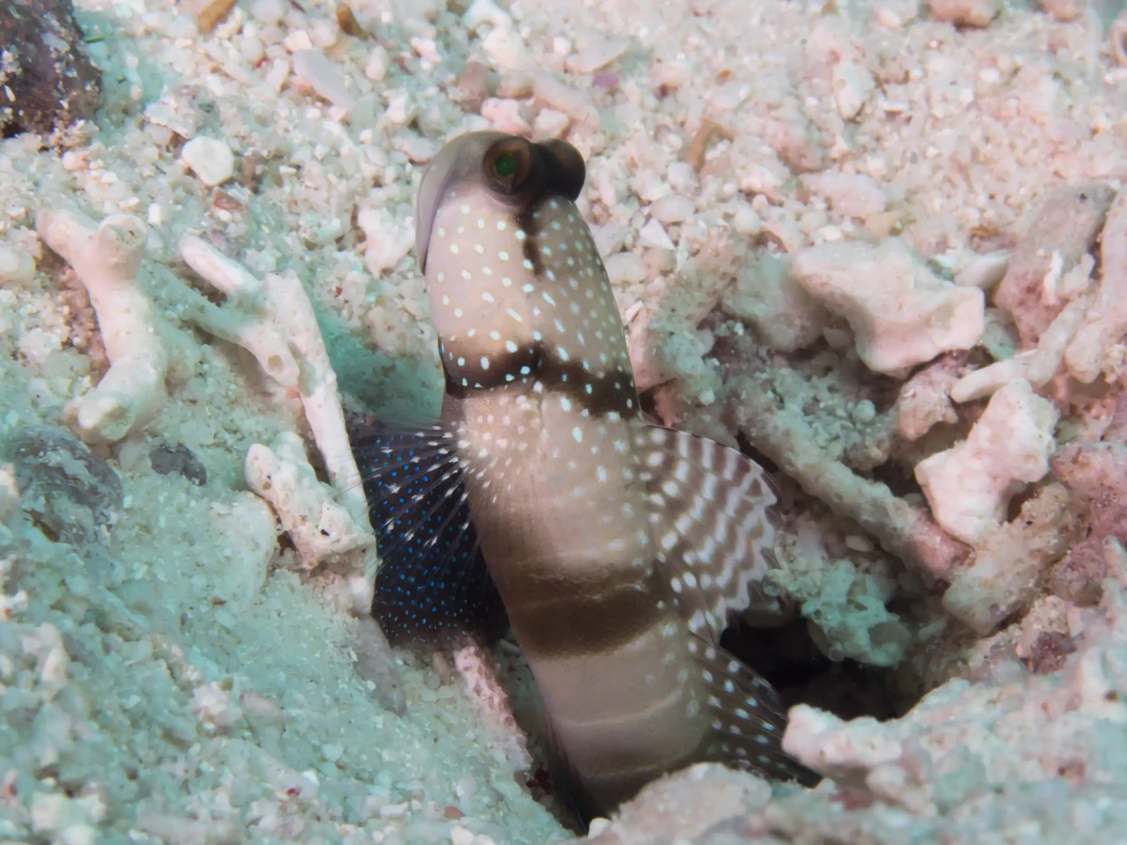 Yellow-Prawn-Goby 06