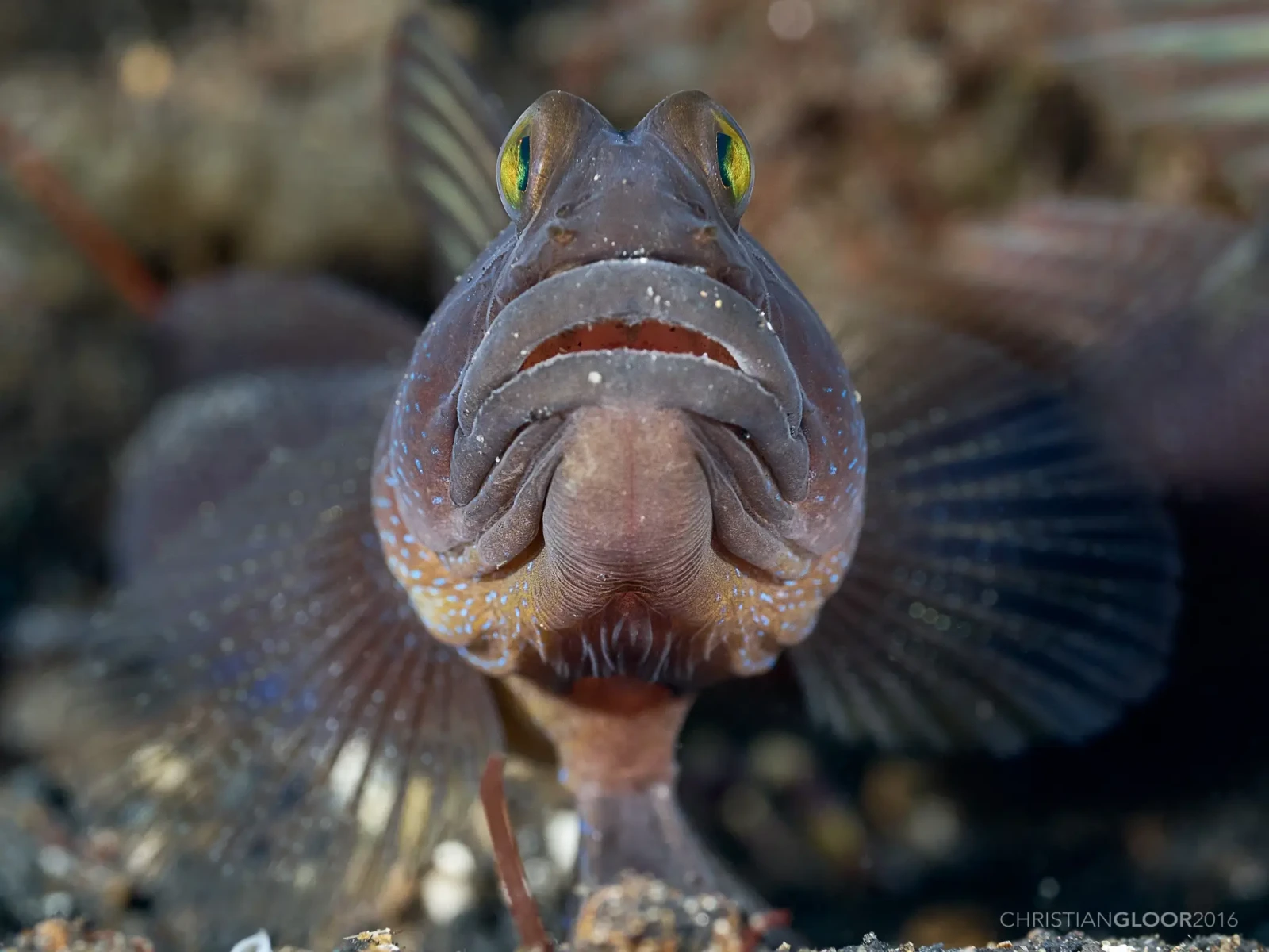 Yellow-Prawn-Goby 07