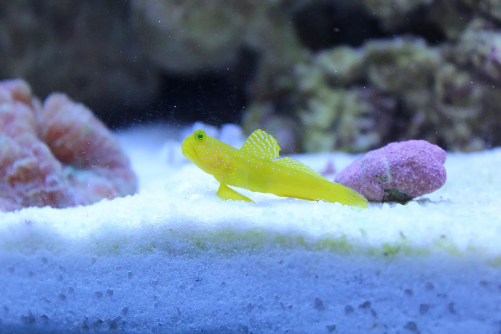 Yellow-Prawn-Goby 08