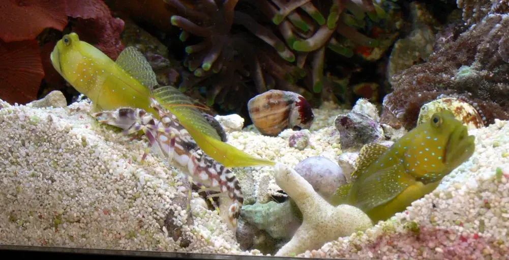 Yellow-Prawn-Goby 09