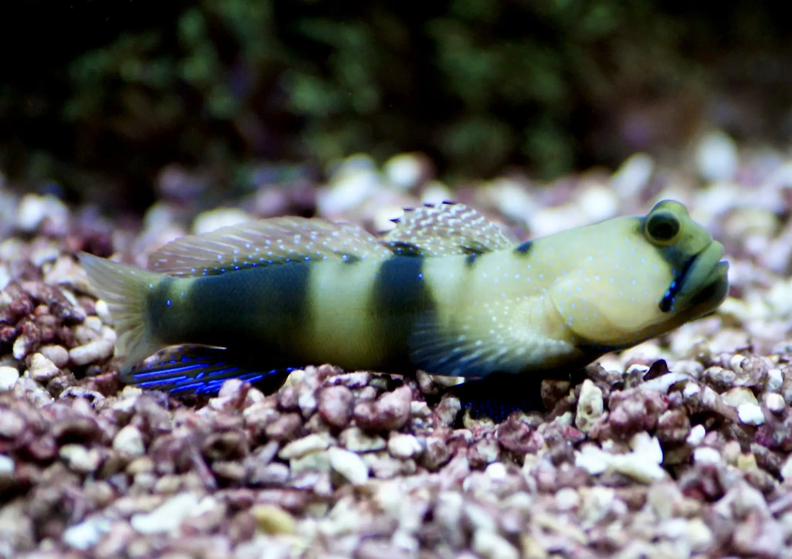 Yellow-Prawn-Goby 11